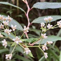 Persicaria chinensis (L.) H.Gross